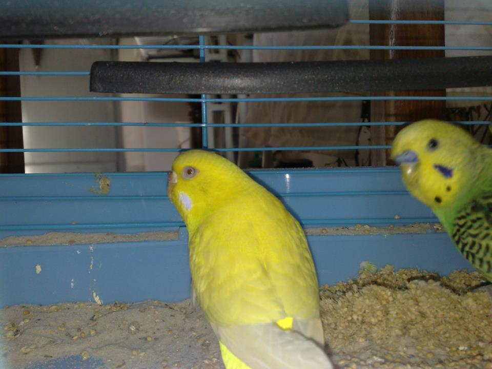 cocco maschio blufemmina
gialla di checolore
saranno ipulli???